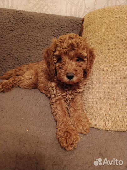 Щенки пуделя