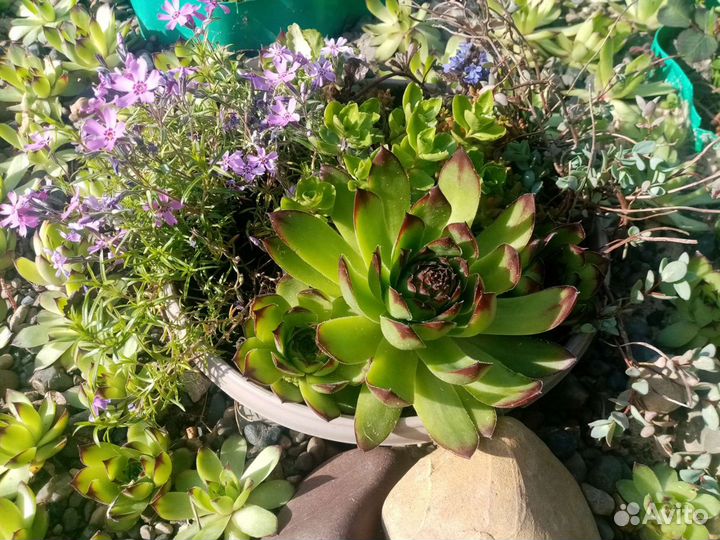 Многолетние цветы