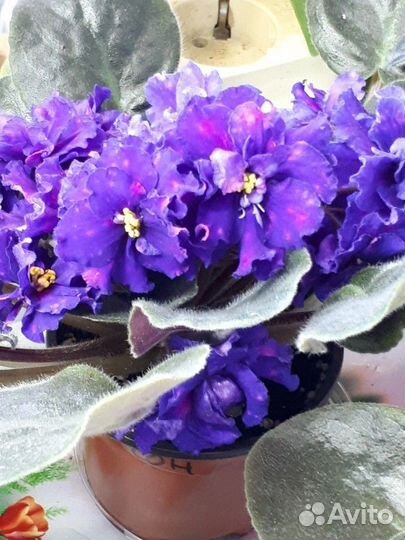 Сортовые фиалки