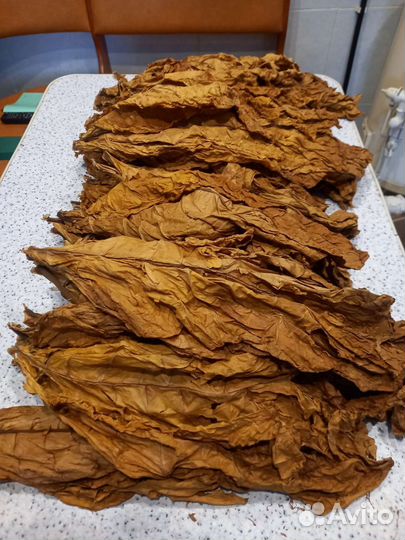 Семена табака