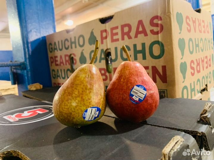Груша Ред Барлет Чили