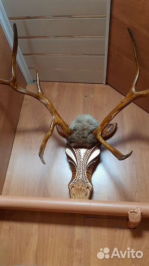 Рога оленя