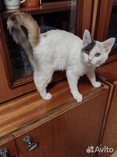 Котята красивые