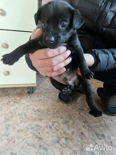 Отдам в хорошие руки щенят