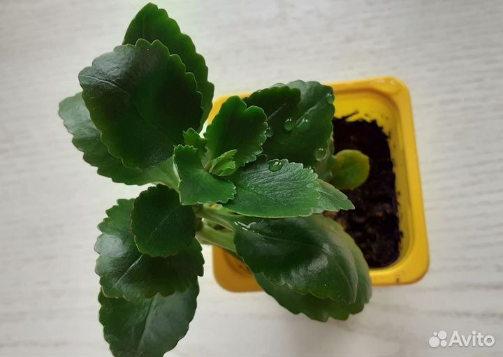 Гиппеаструм,толстянка, алоэ,оленьи рожки, каланхоэ