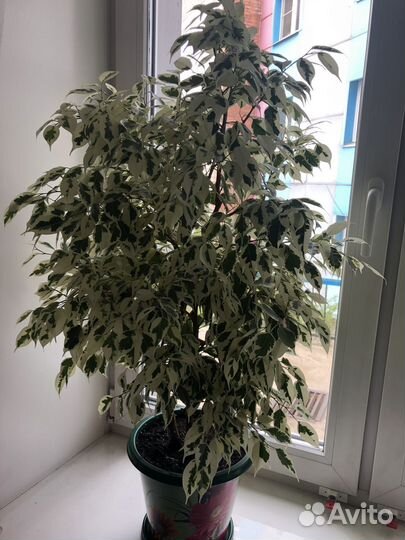 Фикус бенджамина