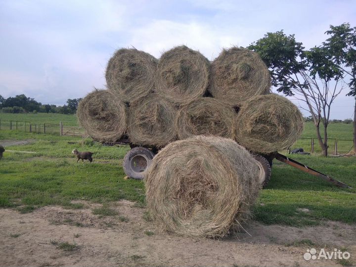 Продам сено в рулонах