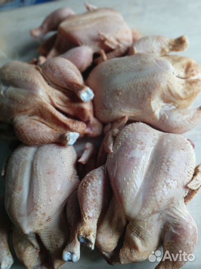 Куры бройлеры