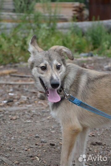 Лунтик ищет дом