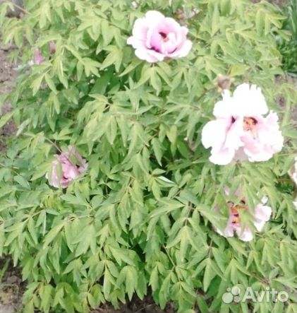 Древовидные пионы в ассортименте