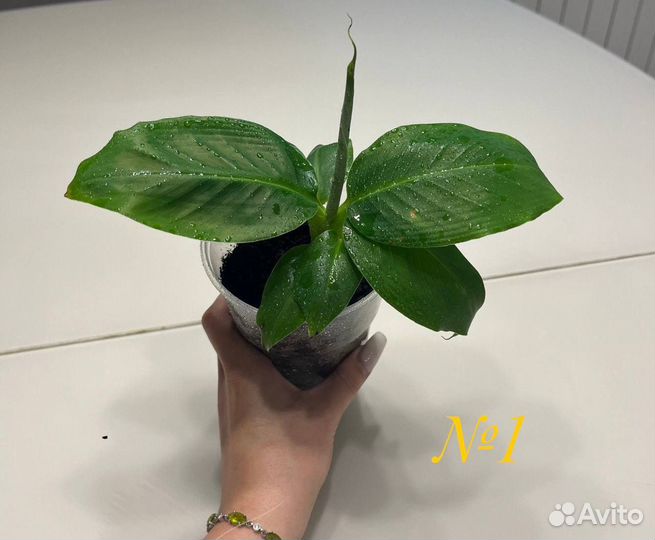 Банановая пальма