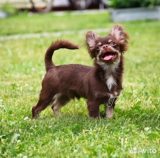 Чихуахуа шикарный мальчишка