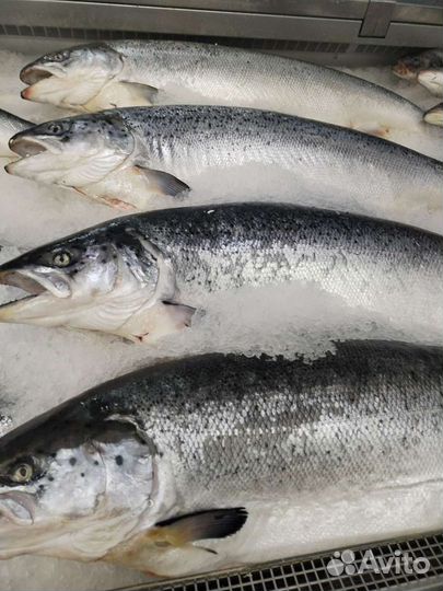 Семга охлажденная 5-7 кг