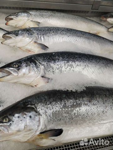 Семга охлажденная 5-7 кг
