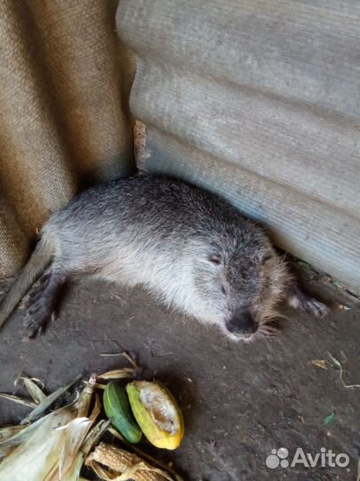 Нутрия рабочий самец