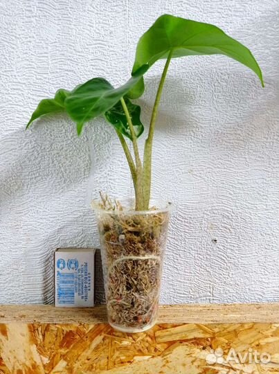 Алоказия Low Raider