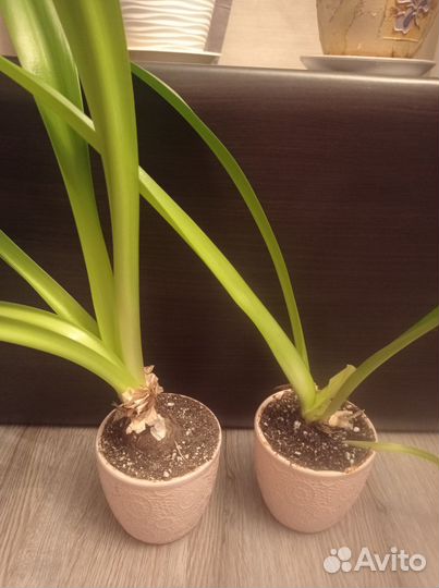 Гиппеаструм детки