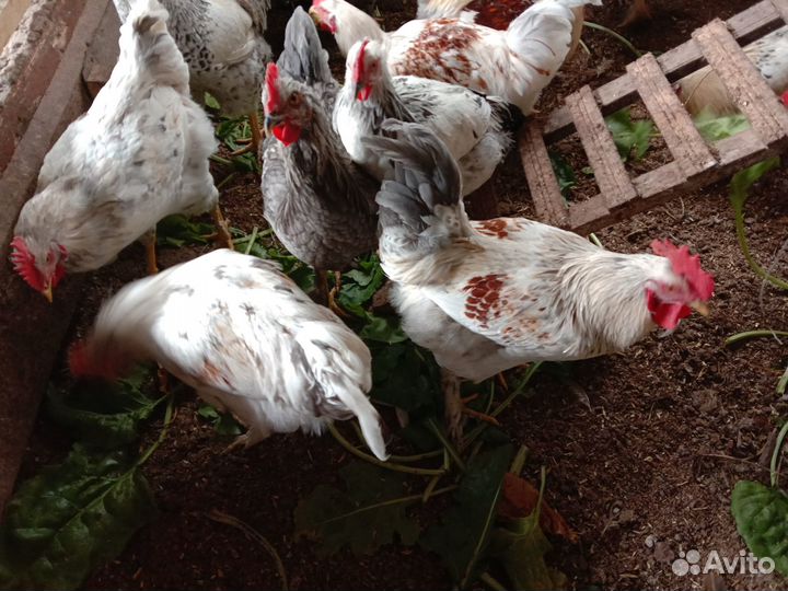 Петухи молодые