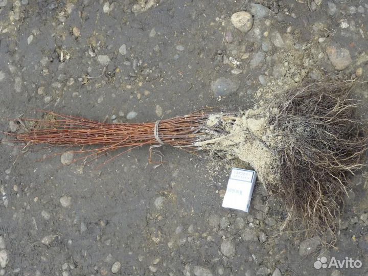 Саженцы жимолости оптом