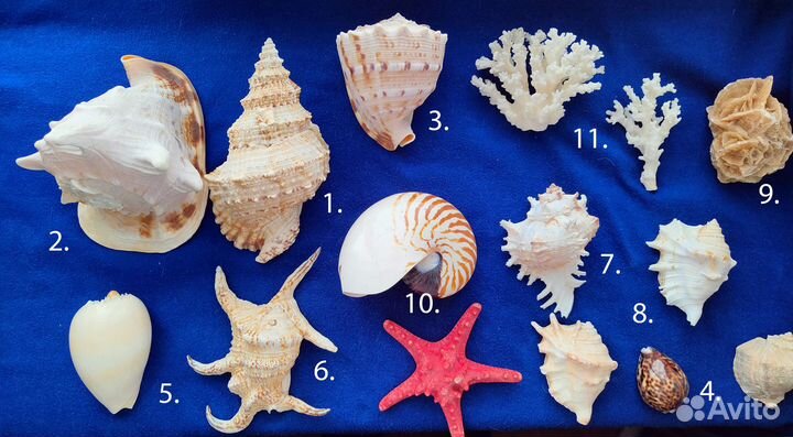 Морские раковины и кораллы коллекция