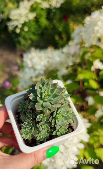 Суккуленты