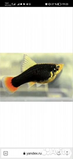 Гуппи и пецилии