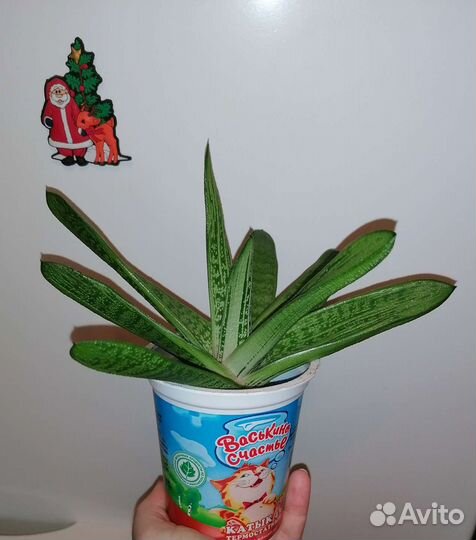 Суккулент Гастерия Литтл Варти