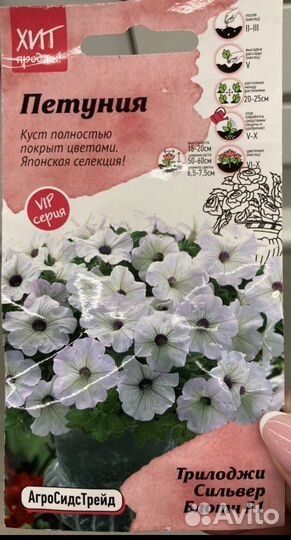 Петуния в кашпо