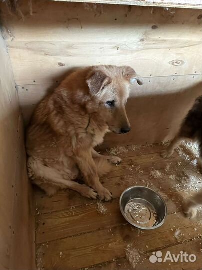 Старая собака из приюта обречена в нем и умереть