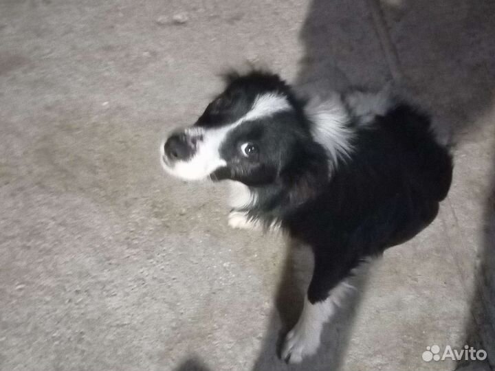 Щенки бордер колли мальчик