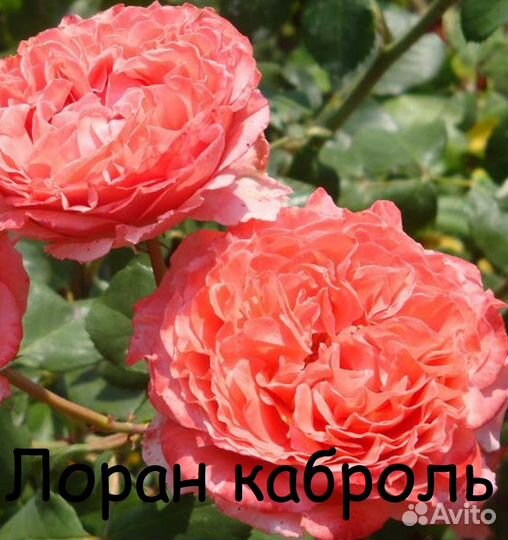 Продам саженцы роз