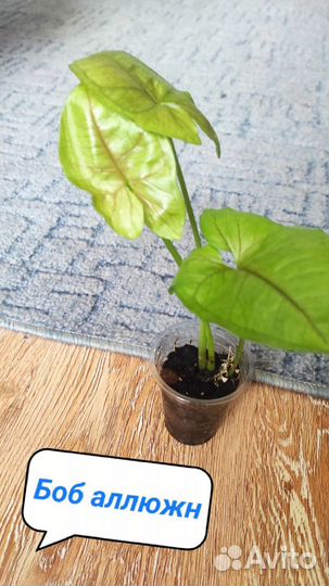 Сингониумы