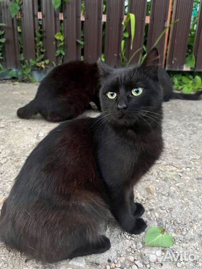 Ласковый котёнок ищет любящую семью