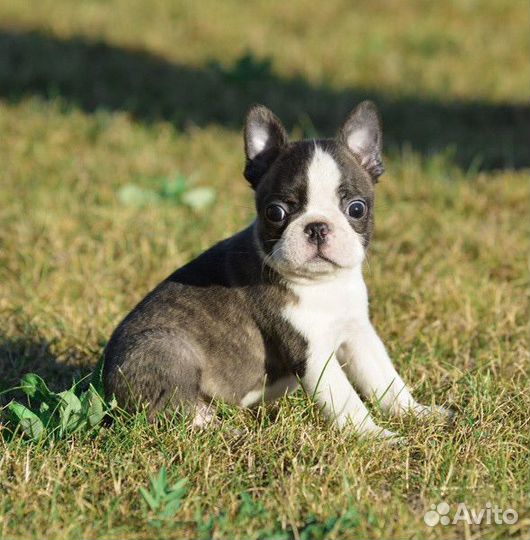 Бостон терьер