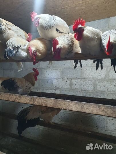 Продаются петушки
