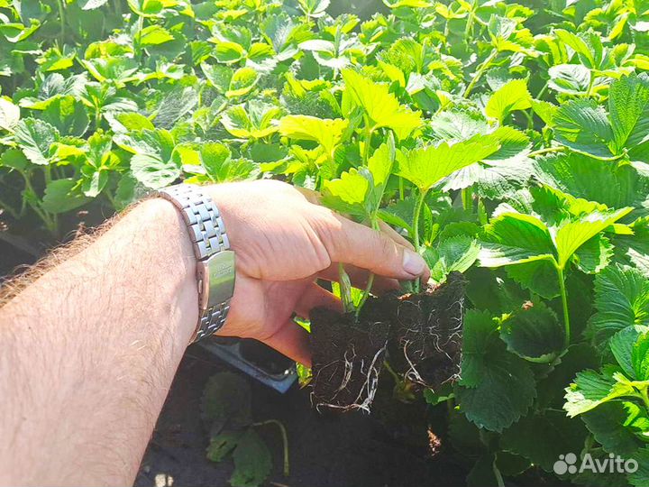 Рассада клубники. Элитные сорта оптом