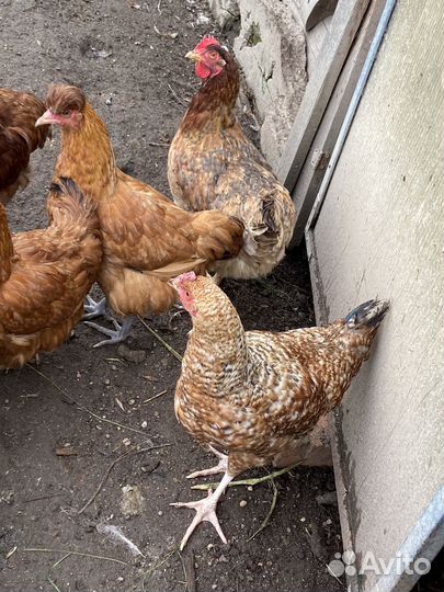 Молодые петухи