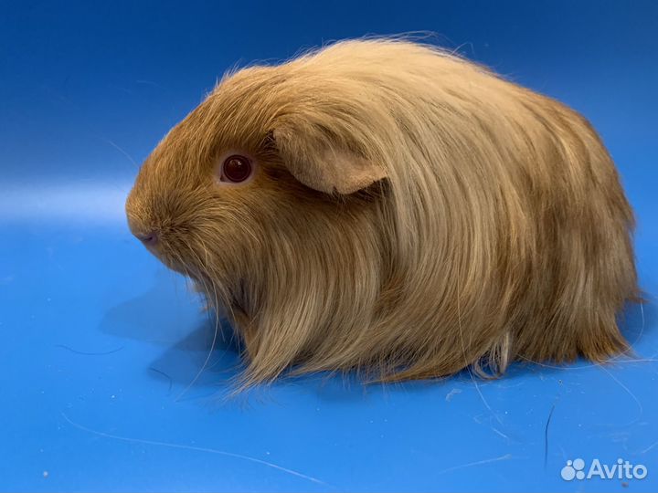 Морская свинка