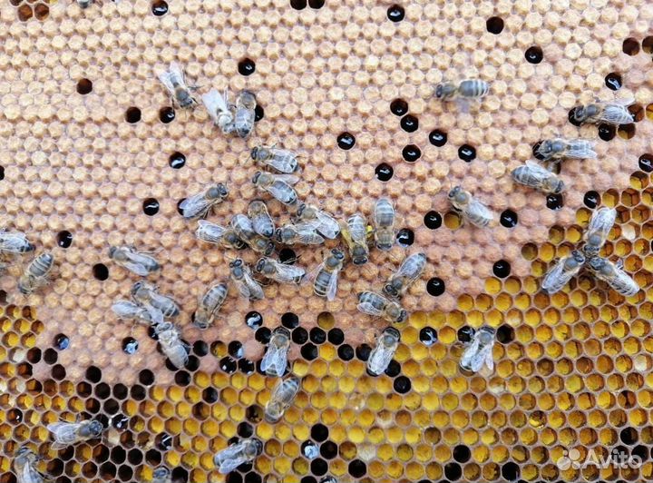 Пчелиная семья