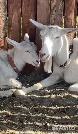 Зааненская дойная коза