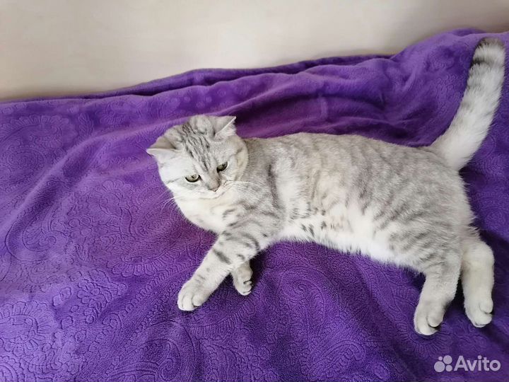 Кот шотландец вязка