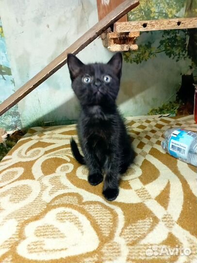 Котëнок в дар