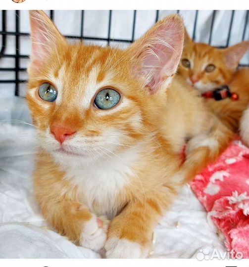 Котята в добрые руки бесплатно