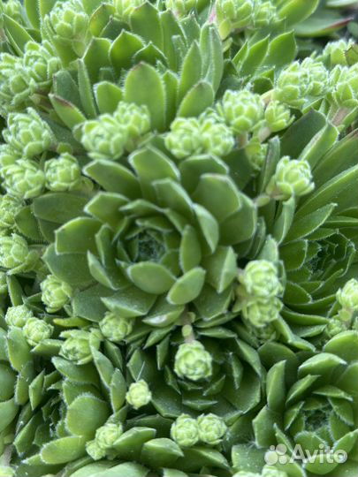 Суккулент, Молодило - каменная роза