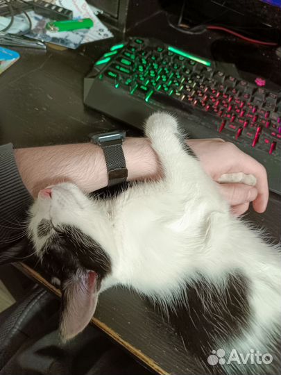 Котенок в дар бесплатно