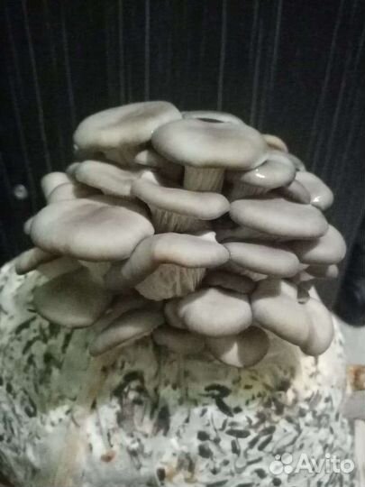 Мицелий вешенки зерновой