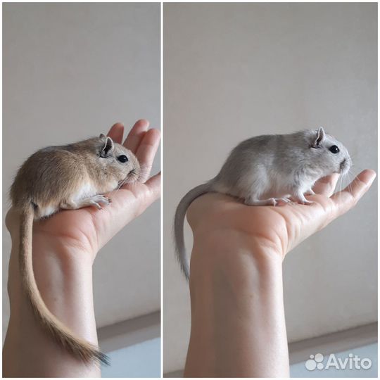 Монгольская песчанка