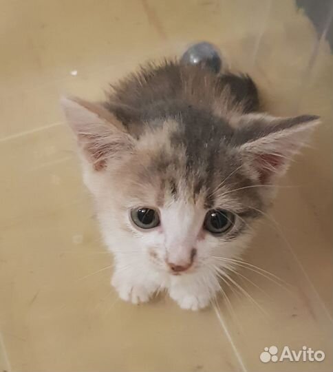 Игривая кошечка. 3 месяца