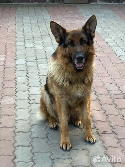 Погуляю с вашей собакой