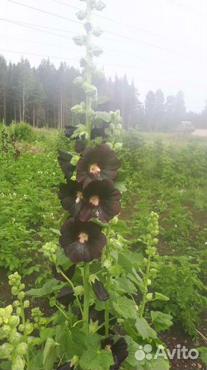 Дельфиниумы, мальва, сортовые флоксы